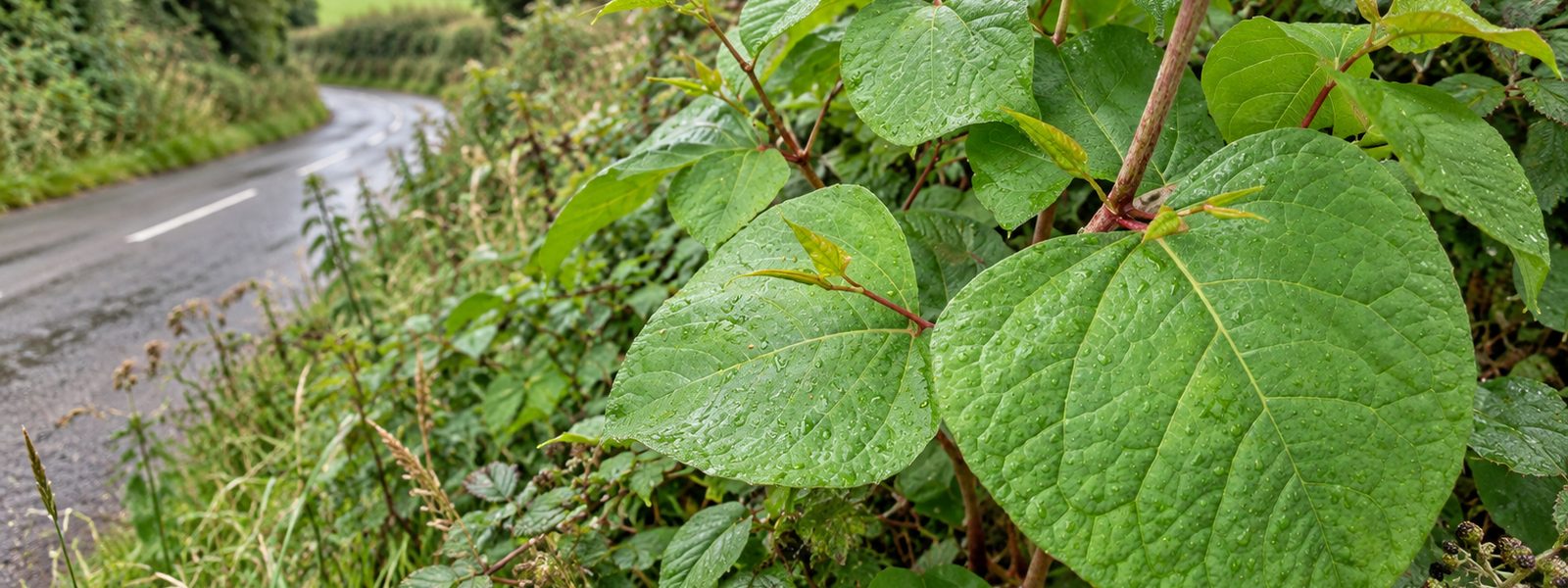 Japanese Knotweed Eradication Service in Bracknell Japanese Knotweed Eradication Service in Bracknell