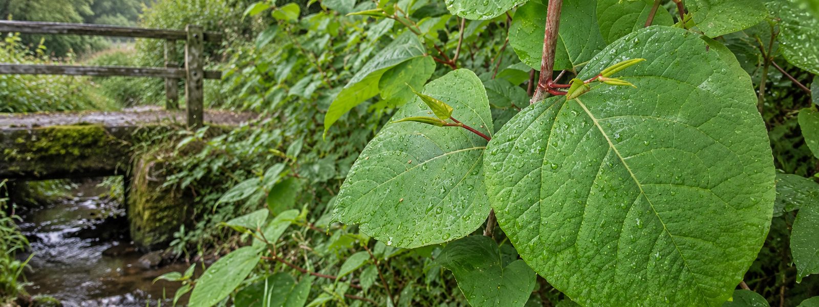 Japanese Knotweed Eradication Service in Bath Japanese Knotweed Eradication Service in Bath